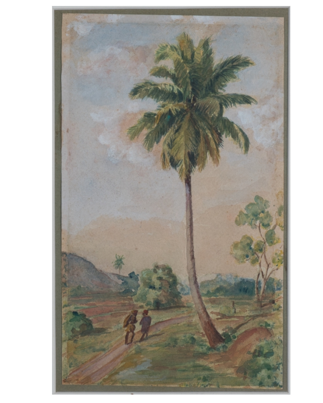 Lone Coconut Tree